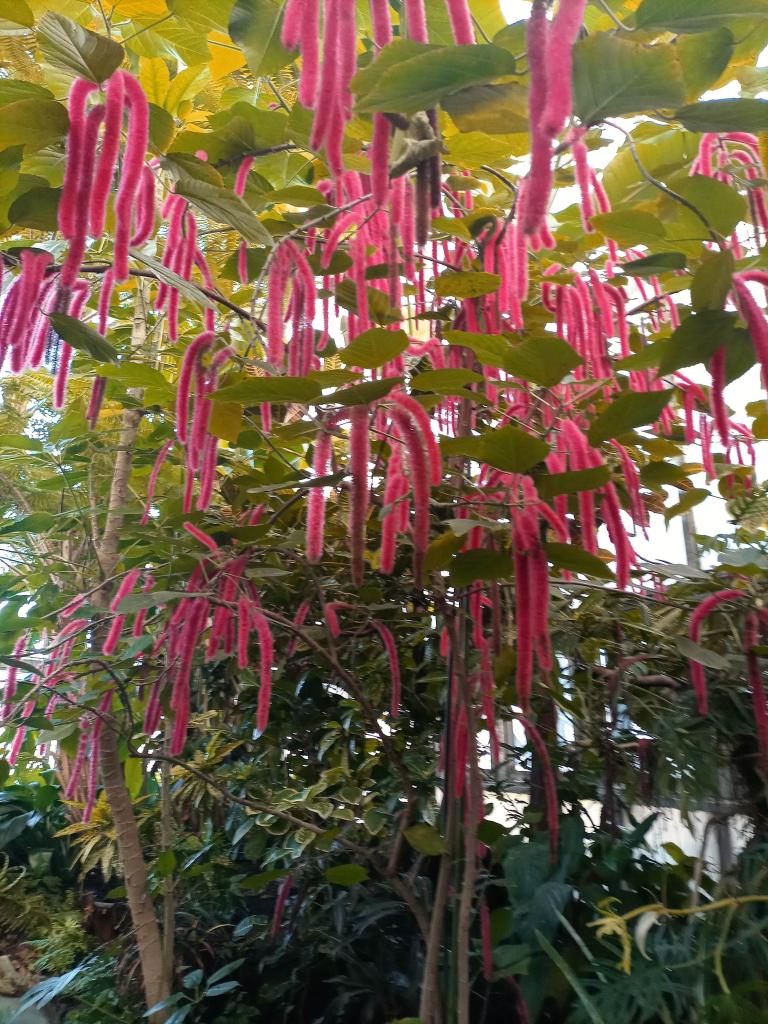 „Gliwicka Palmiarnia” 