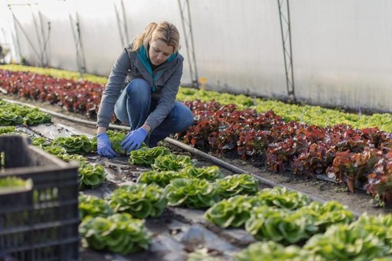 Prawa pracowników sezonowych w Niemczech