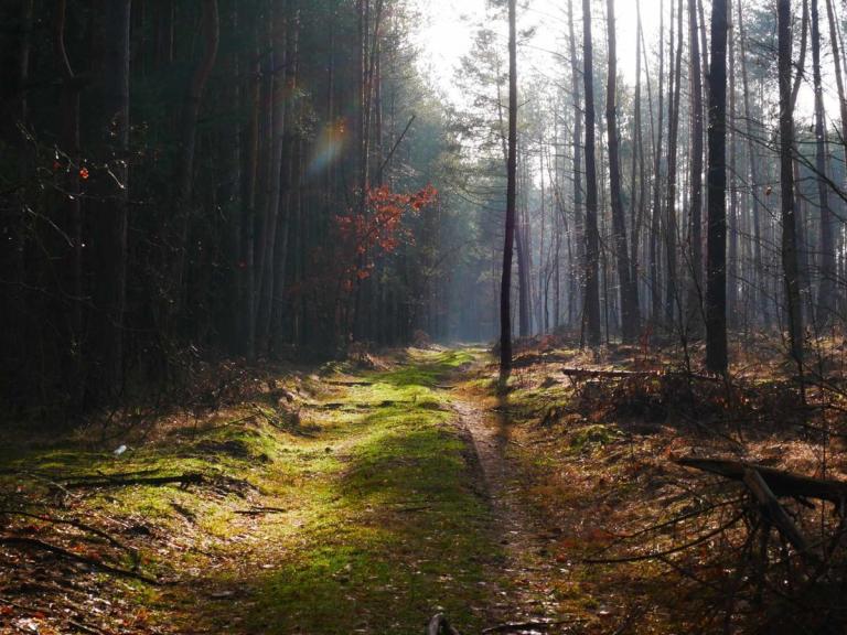 Złota polska jesień na fotografiach