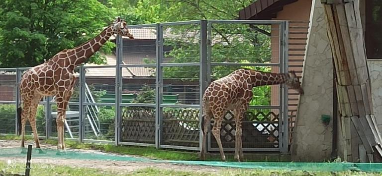 Z wizytą w malowniczym Ogrodzie Zoologicznym.