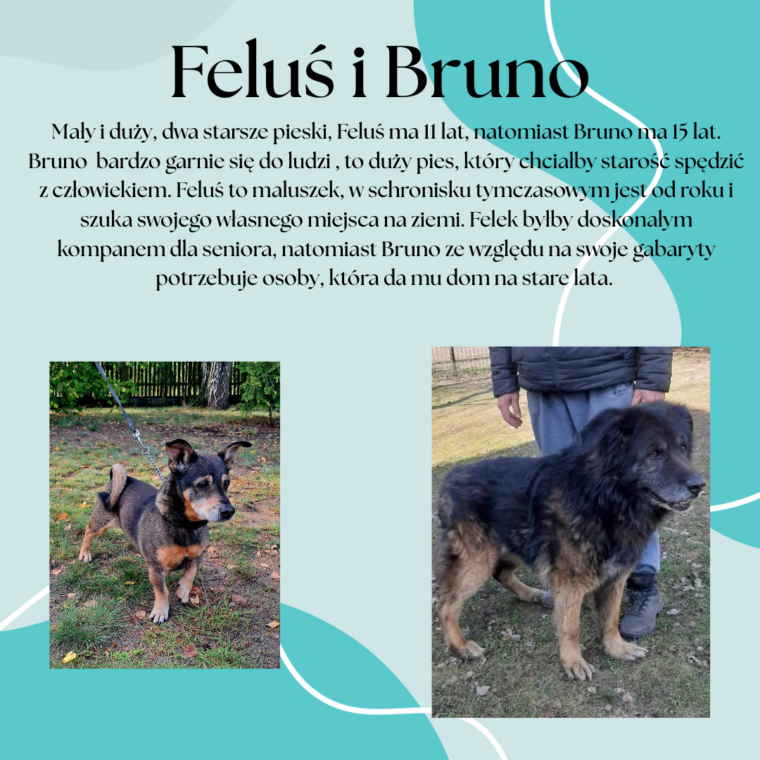Feluś_i_Bruno_post.png