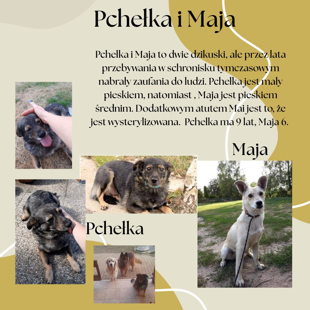 Pchełka_i_Maja_post.png
