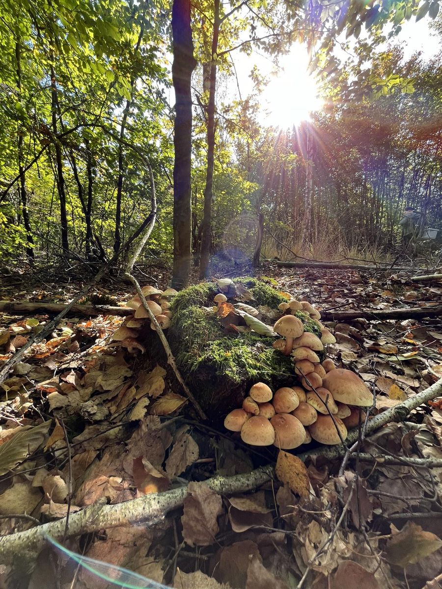 Złota polska jesień na fotografiach 1