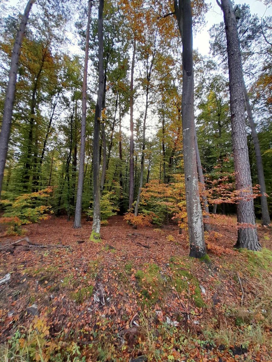 Złota polska jesień na fotografiach 6