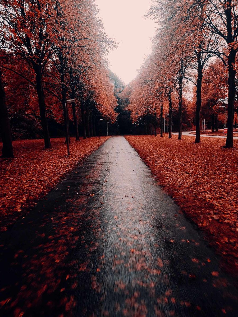 Złota polska jesień na fotografiach 8