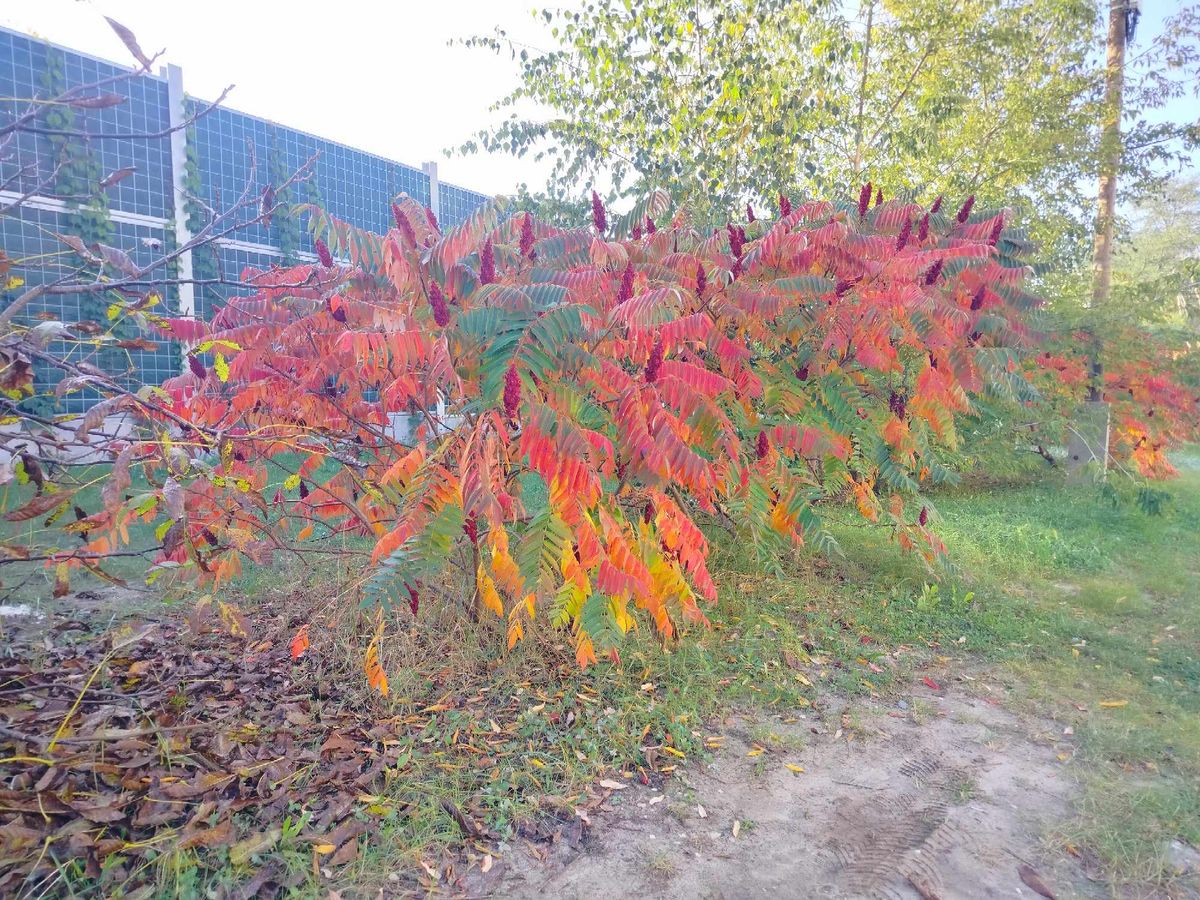 DARY JESIENI KONKURS FOTOGRAFICZNY ROZSTRZYGNIĘTY 5