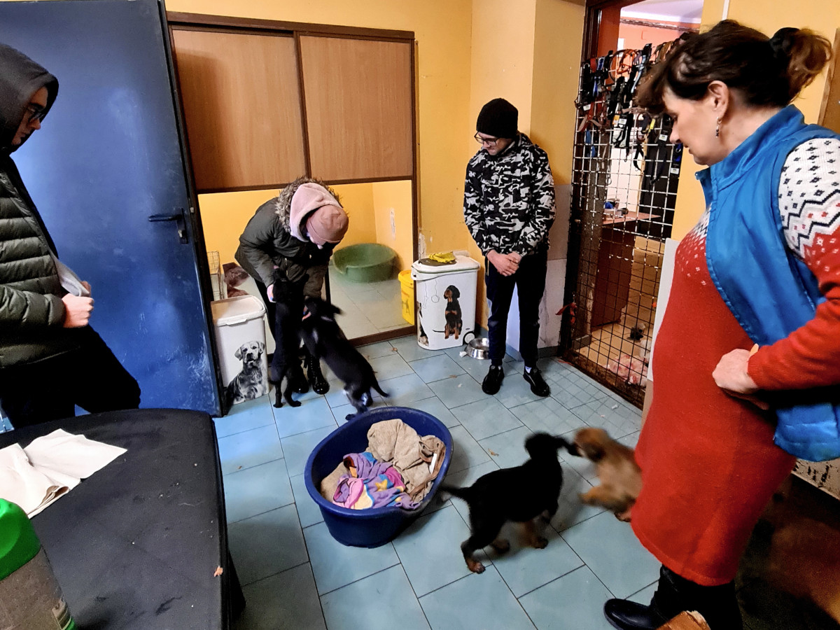 Grajewo: Zwierzęta też chcą mieć święta